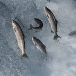 salmoni_image-from-rawpixel-id-4031136-jpeg